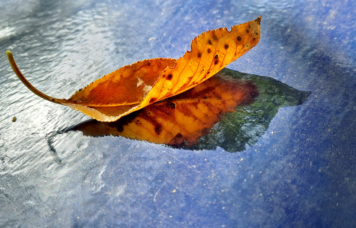 Szeged, ősz, falevél, időjárás, természet