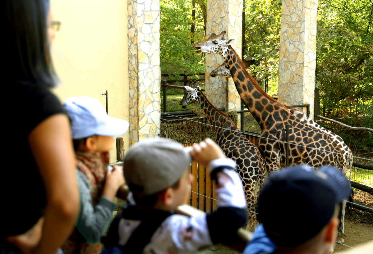 Szeged, Állatok világnapja, Vadaspark, állatok, gyerekek, kirándulás
