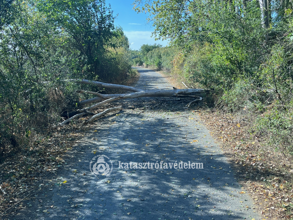 Nyárfa dőlt az útra Mezőpeterd és Mezősas között
