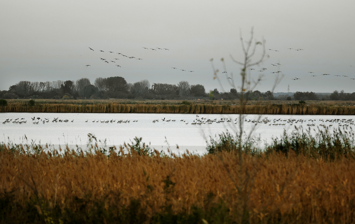 Szeged, gyülekeznek, darvak, daru, madár, költöző madár, november, ősz, Fehér-tő, természet
