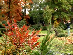 Szeged, momiji, japán, juhar, Füvészkert, japánkert, ősz, természet, időjárás