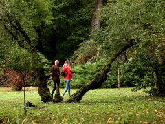 Szeged, momiji, japán, juhar, Füvészkert, japánkert, ősz, természet, időjárás