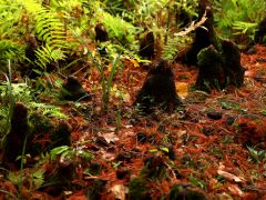 Szeged, momiji, japán, juhar, Füvészkert, japánkert, ősz, természet, időjárás