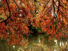 Szeged, momiji, japán, juhar, Füvészkert, japánkert, ősz, természet, időjárás