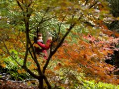 Szeged, momiji, japán, juhar, Füvészkert, japánkert, ősz, természet, időjárás