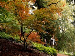 Szeged, momiji, japán, juhar, Füvészkert, japánkert, ősz, természet, időjárás