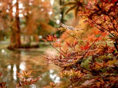 Szeged, momiji, japán, juhar, Füvészkert, japánkert, ősz, természet, időjárás