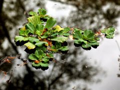 Szeged, momiji, japán, juhar, Füvészkert, japánkert, ősz, természet, időjárás
