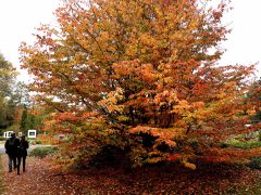 Szeged, momiji, japán, juhar, Füvészkert, japánkert, ősz, természet, időjárás