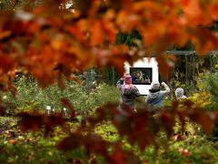 Szeged, momiji, japán, juhar, Füvészkert, japánkert, ősz, természet, időjárás