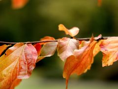 Szeged, momiji, japán, juhar, Füvészkert, japánkert, ősz, természet, időjárás