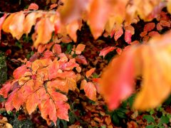 Szeged, momiji, japán, juhar, Füvészkert, japánkert, ősz, természet, időjárás