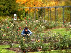 Szeged, momiji, japán, juhar, Füvészkert, japánkert, ősz, természet, időjárás