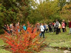 Szeged, momiji, japán, juhar, Füvészkert, japánkert, ősz, természet, időjárás