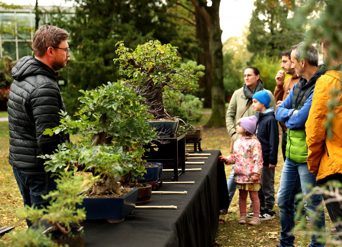 Szeged, momiji, japán, juhar, Füvészkert, japánkert, ősz, természet, időjárás