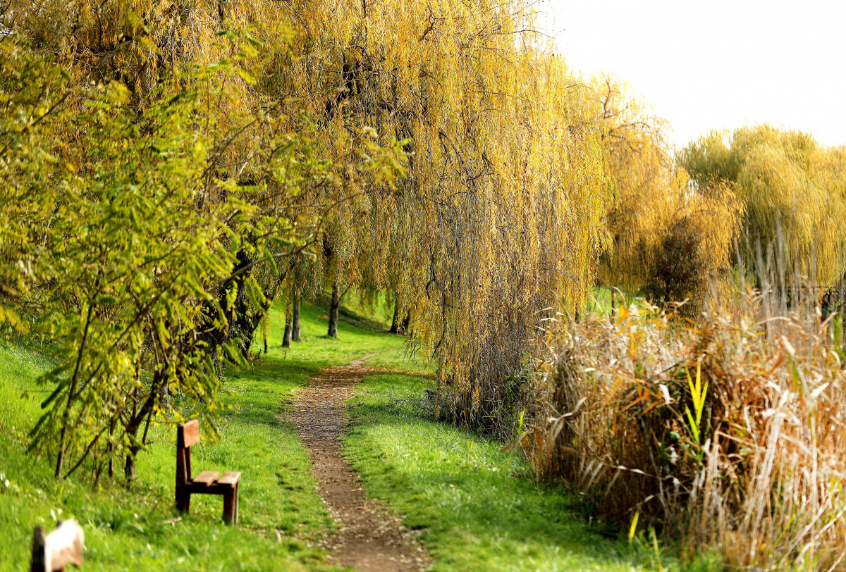 Szeged, ősz, Holt-Maros, időjárás, november, természet