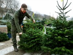 Szeged, fenyővásár, fenyő, Mars téri piac, karácsony