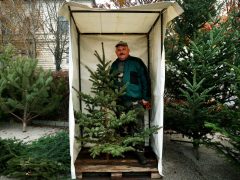 Szeged, fenyővásár, fenyő, Mars téri piac, karácsony