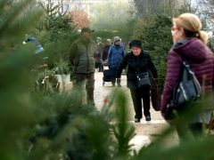 Szeged, fenyővásár, fenyő, Mars téri piac, karácsony