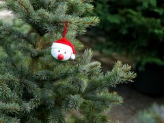 Szeged, fenyővásár, fenyő, Mars téri piac, karácsony