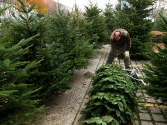 Szeged, fenyővásár, fenyő, Mars téri piac, karácsony