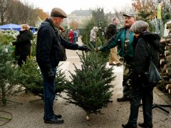 Szeged, fenyővásár, fenyő, Mars téri piac, karácsony