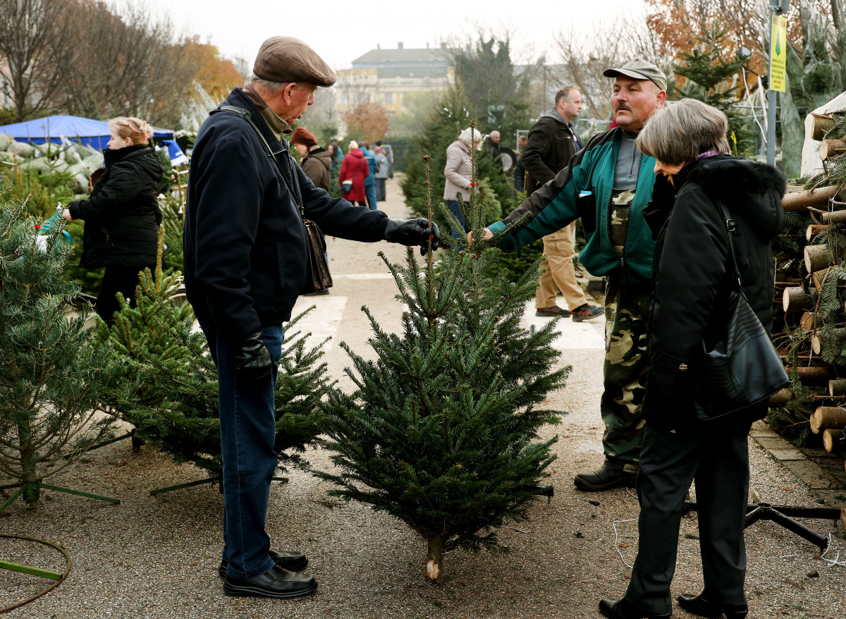 Szeged, fenyővásár, fenyő, Mars téri piac, karácsony