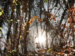 Szeged, séta, újszeged, Holt-Maros, Tisza part, január, tél, időjárás, kirándulás, természet