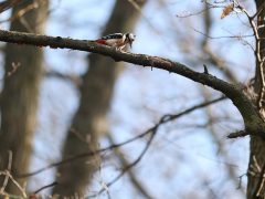 Szeged, séta, újszeged, Holt-Maros, Tisza part, január, tél, időjárás, kirándulás, természet