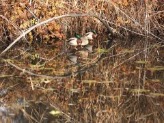 Szeged, séta, újszeged, Holt-Maros, Tisza part, január, tél, időjárás, kirándulás, természet