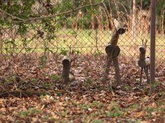 Szeged, séta, újszeged, Holt-Maros, Tisza part, január, tél, időjárás, kirándulás, természet