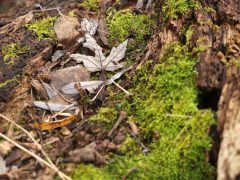 Szeged, séta, újszeged, Holt-Maros, Tisza part, január, tél, időjárás, kirándulás, természet