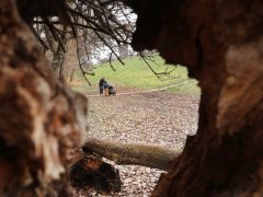 Szeged, séta, újszeged, Holt-Maros, Tisza part, január, tél, időjárás, kirándulás, természet