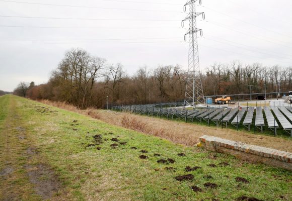 Szeged, Szent Gellért Fórum, stadion, véderdő, fejlesztés, fakivágás, fa, erdő