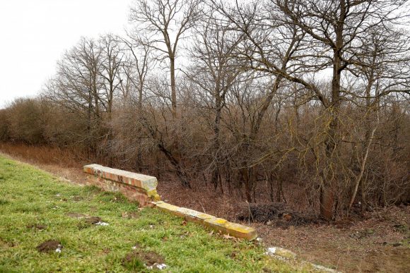 Szeged, Szent Gellért Fórum, stadion, véderdő, fejlesztés, fakivágás, fa, erdő
