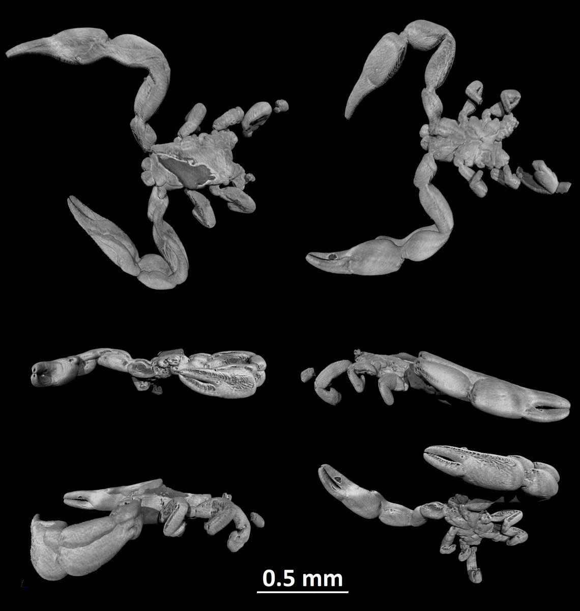 Álskorpió-fajt fedeztek fel Magyarországon