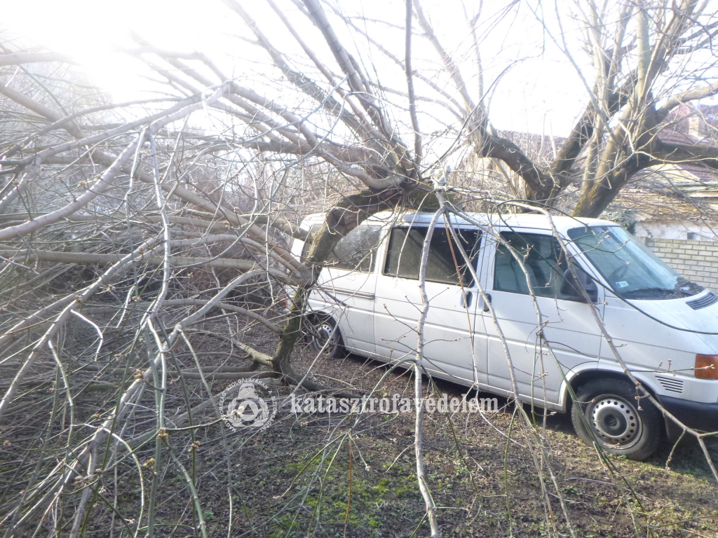 Autóra hasadt a fa Debrecenben