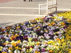 Szeged, tavasz, időjárás, február, séta, napsütés