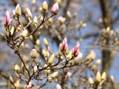 Szeged, tavasz, természet, időjárás, február, virágzás, magnólia, Széchenyi tér