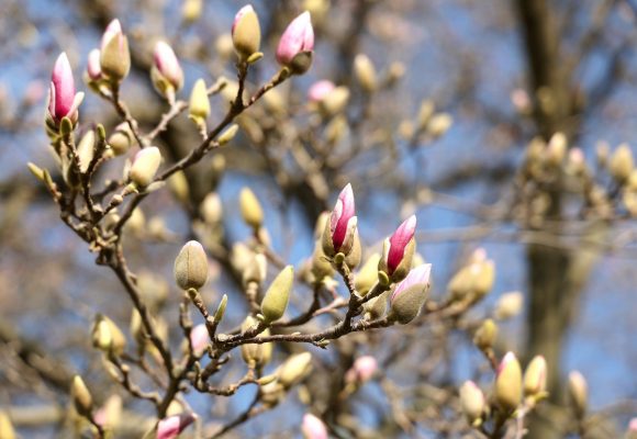 Szeged, tavasz, természet, időjárás, február, virágzás, magnólia, Széchenyi tér