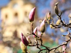 Szeged, tavasz, természet, időjárás, február, virágzás, magnólia, Széchenyi tér