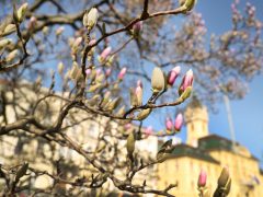 Szeged, tavasz, természet, időjárás, február, virágzás, magnólia, Széchenyi tér