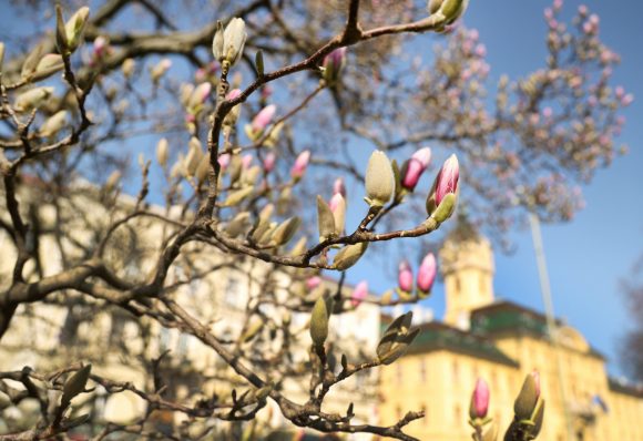 Szeged, tavasz, természet, időjárás, február, virágzás, magnólia, Széchenyi tér