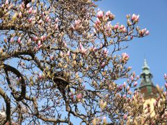 Szeged, tavasz, természet, időjárás, február, virágzás, magnólia, Széchenyi tér