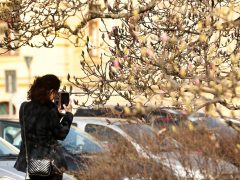 Szeged, tavasz, természet, időjárás, február, virágzás, magnólia, Széchenyi tér