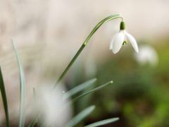 Szeged, tavasz, időjárás, február, természet, virágok, fák, bokrok, hóvirág, ibolya, aranyeső