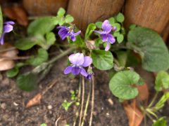 Szeged, tavasz, időjárás, február, természet, virágok, fák, bokrok, hóvirág, ibolya, aranyeső