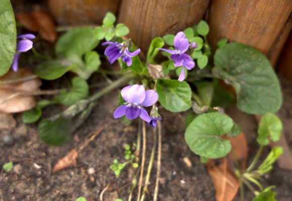 Szeged, tavasz, időjárás, február, természet, virágok, fák, bokrok, hóvirág, ibolya, aranyeső