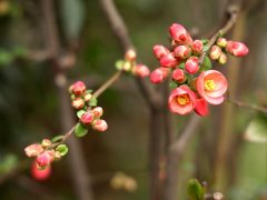 Szeged, tavasz, időjárás, február, természet, virágok, fák, bokrok, hóvirág, ibolya, aranyeső