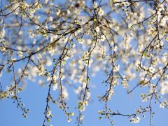 Szeged, tavasz, időjárás, február, természet, virágok, fák, bokrok, hóvirág, ibolya, aranyeső